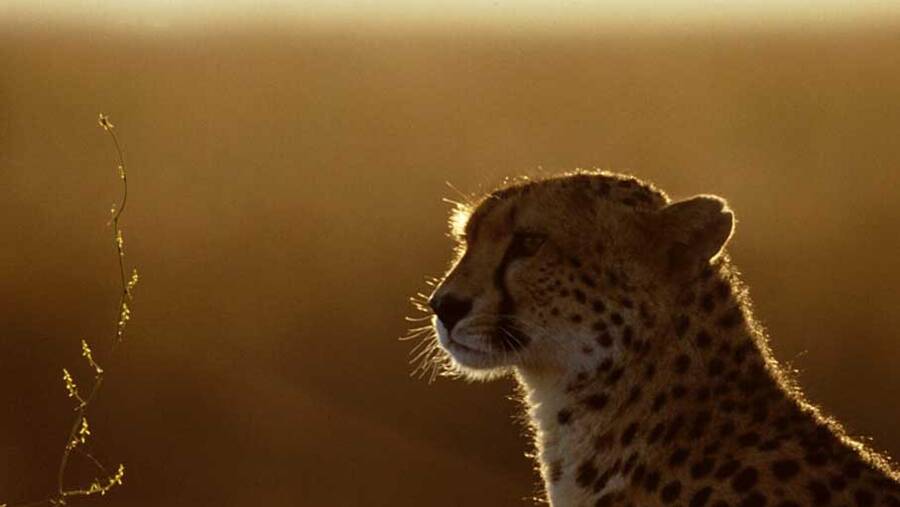 منطقه حفاظت شده خارتوران